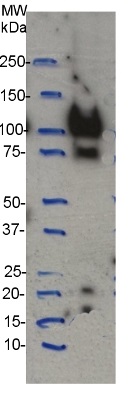 CesA4 (IRX5) | Cellulose synthase A catalytic subunit 4 [UDP-forming] in the group Antibodies Plant/Algal  / Compartment Markers / Cell wall marker at Agrisera AB (Antibodies for research) (AS12 2582)